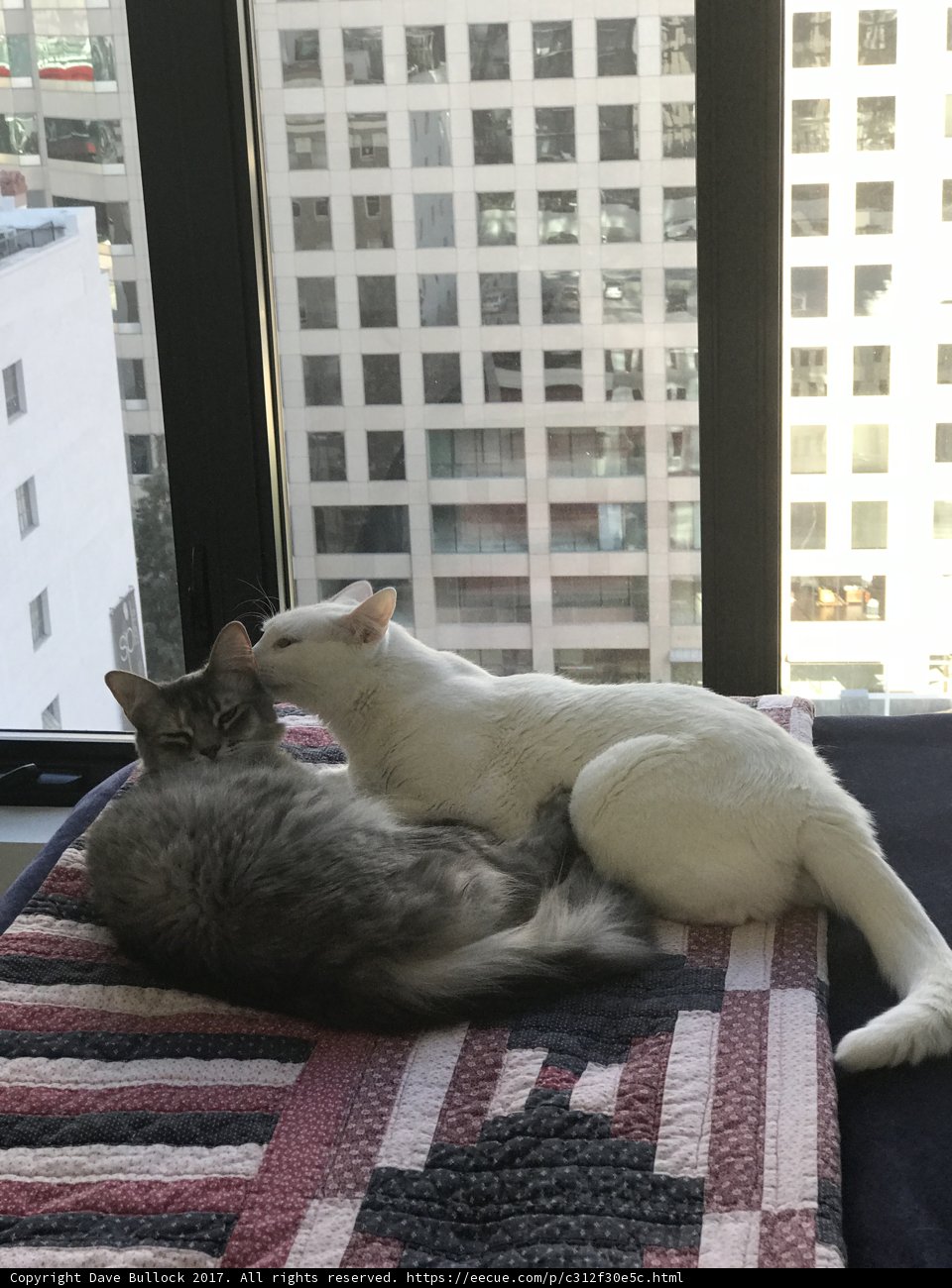 Feline Friends Take a Cat Nap