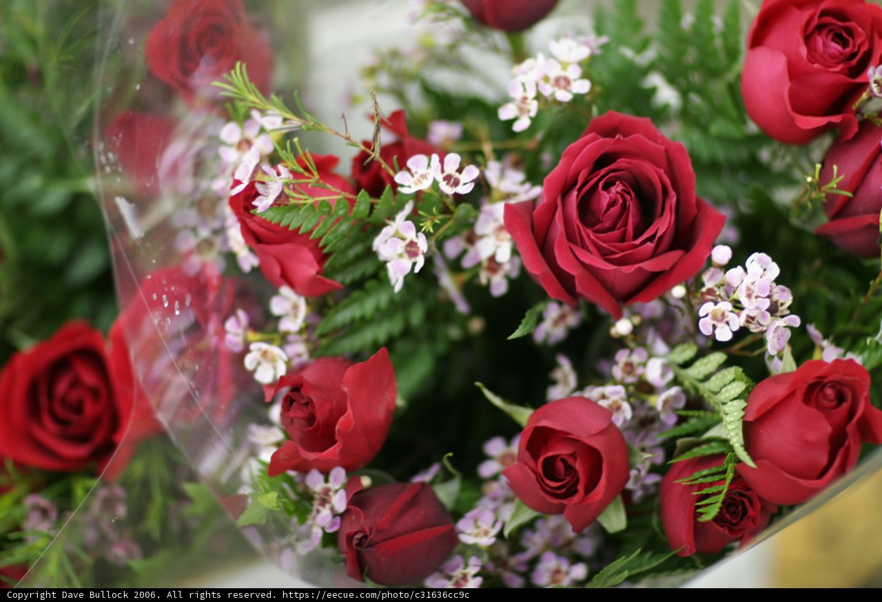 A Dozen Radiant Roses