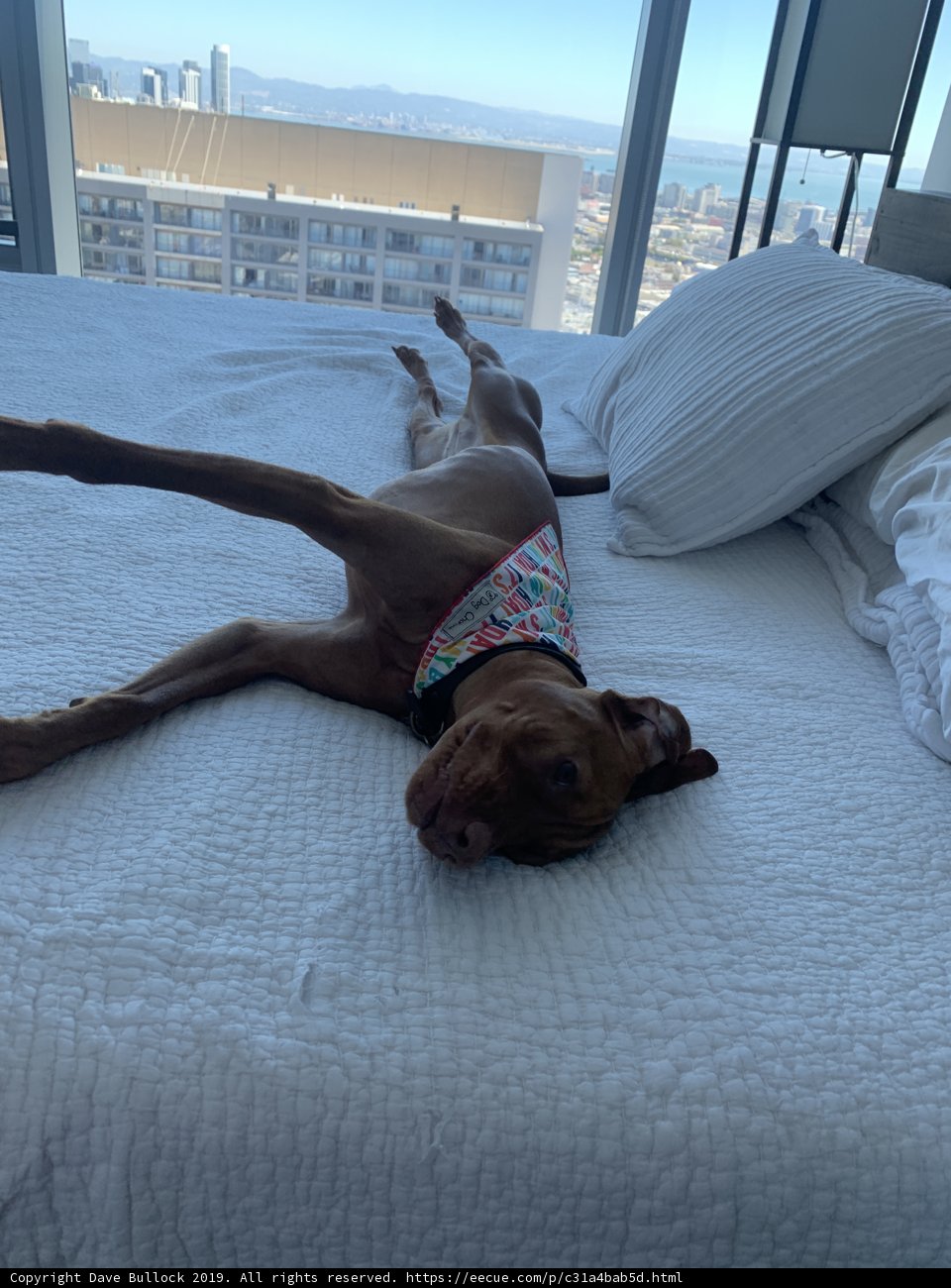 Restful Canine