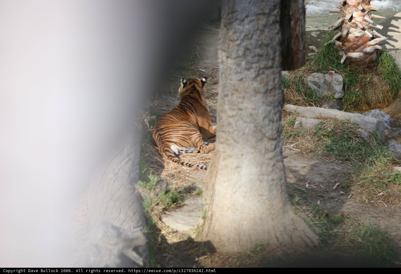 Resting Tiger