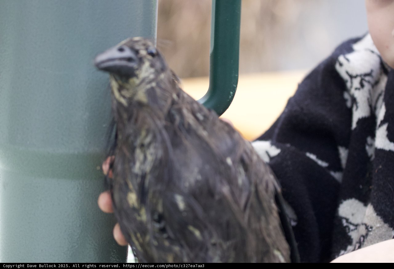 Curious Encounter with a Feathered Friend