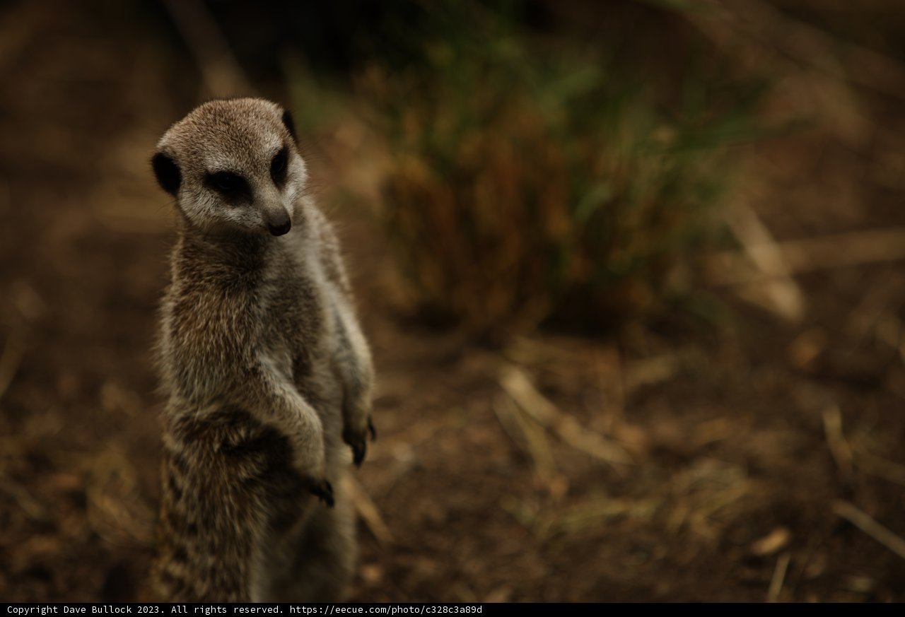 Meerkat Majesty at Oakland Zoo