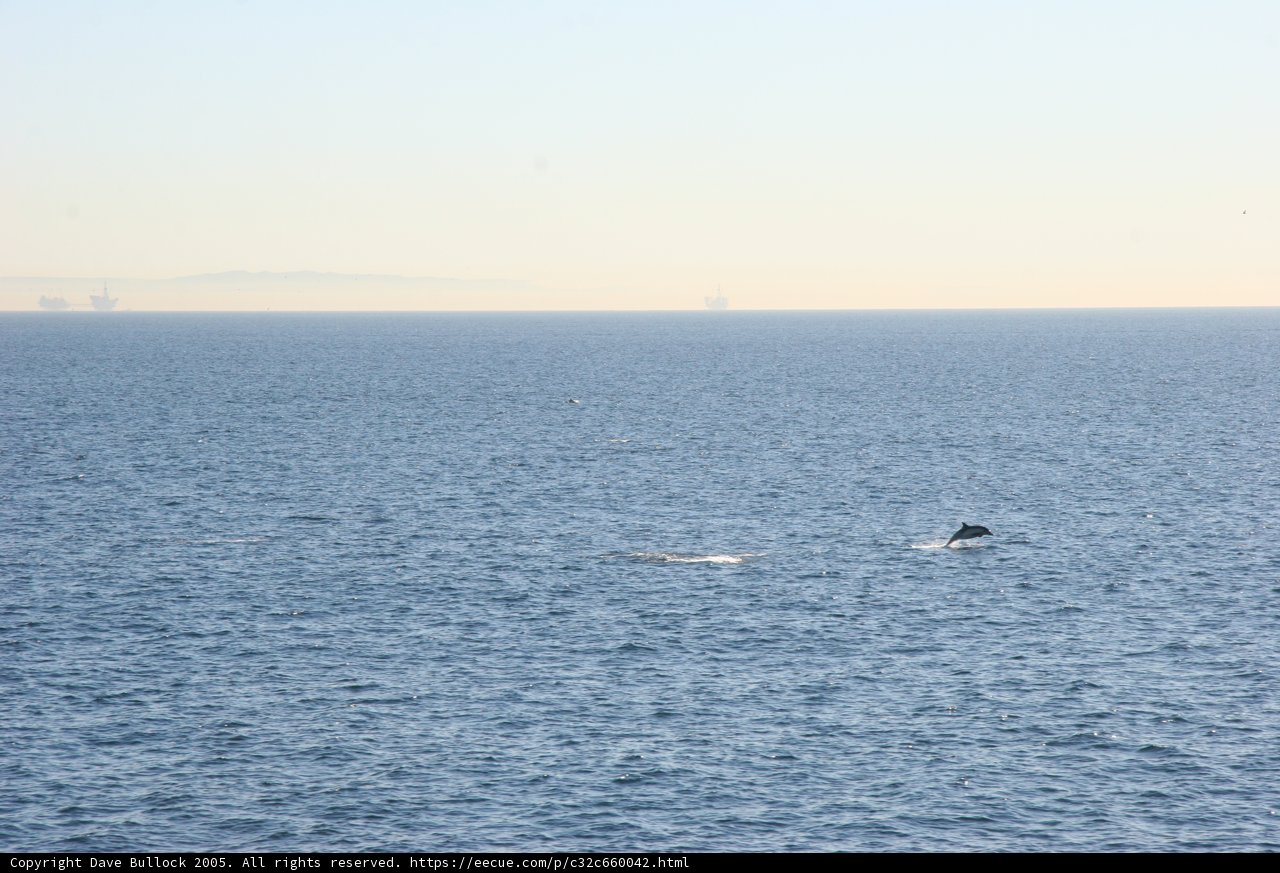 Majestic Whale in the Open Sea
