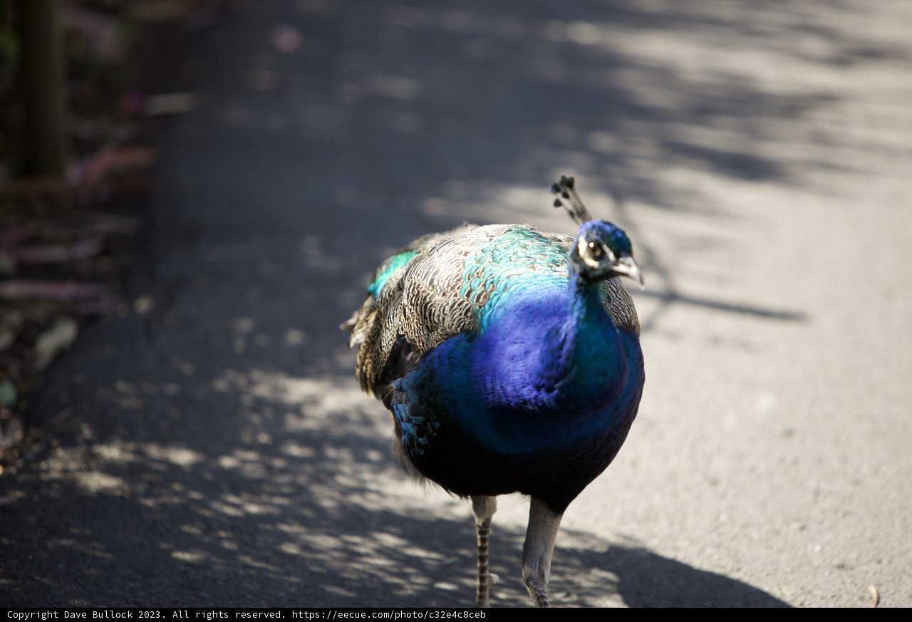 The Elegant Peacock stroll at San Francisco Zoo