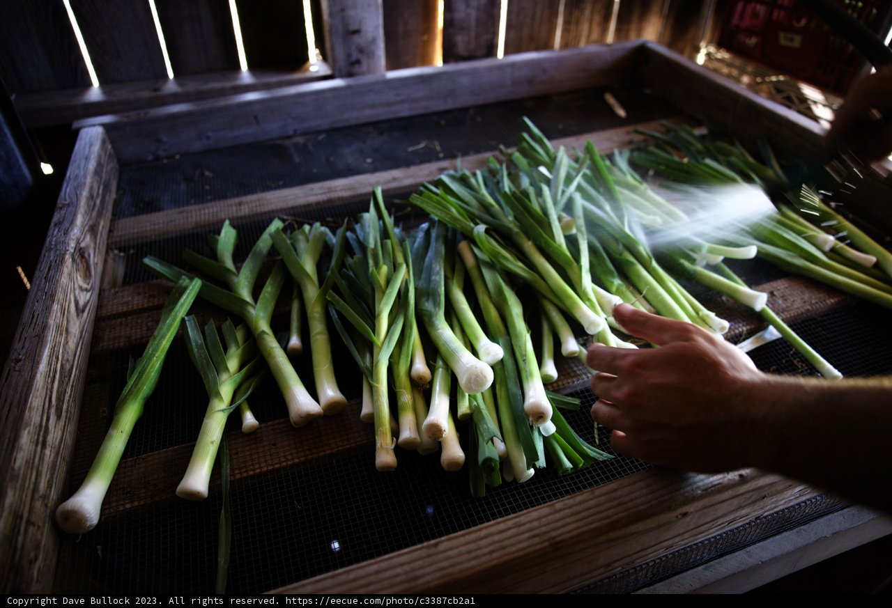 Mastering the Art of Regenerative Gardening
