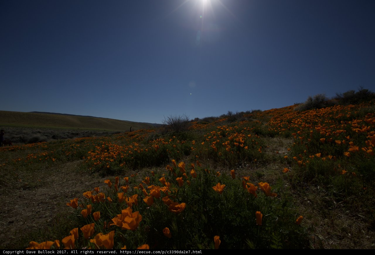 Golden Hour Over Orange Poppies