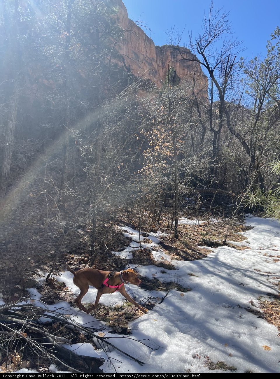 Running Wild in the Snowy Woods