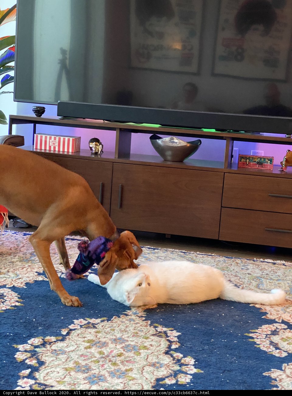 Furry Friends at Play