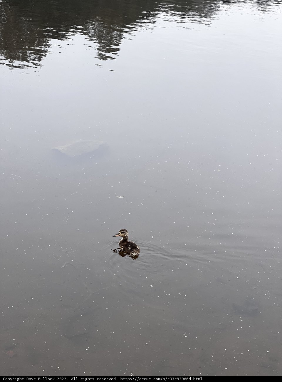 Serenity on Mountain Lake