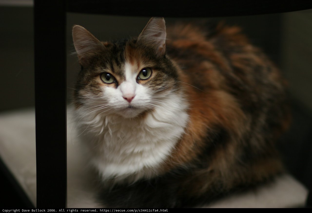 Regal Manx Cat in a Chair