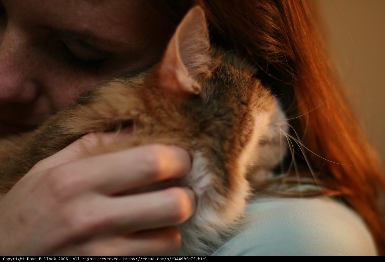 Feline Friendship