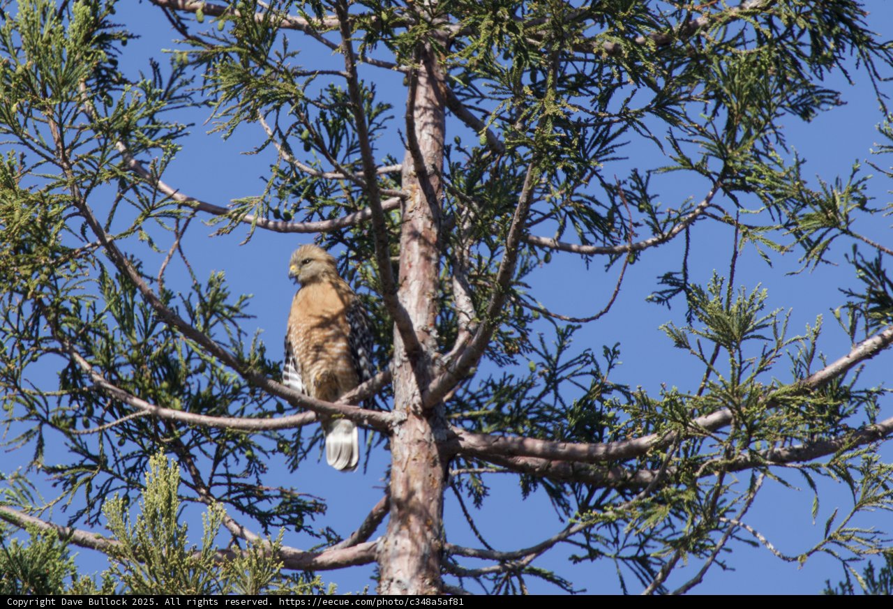 Guardian of the Canopy