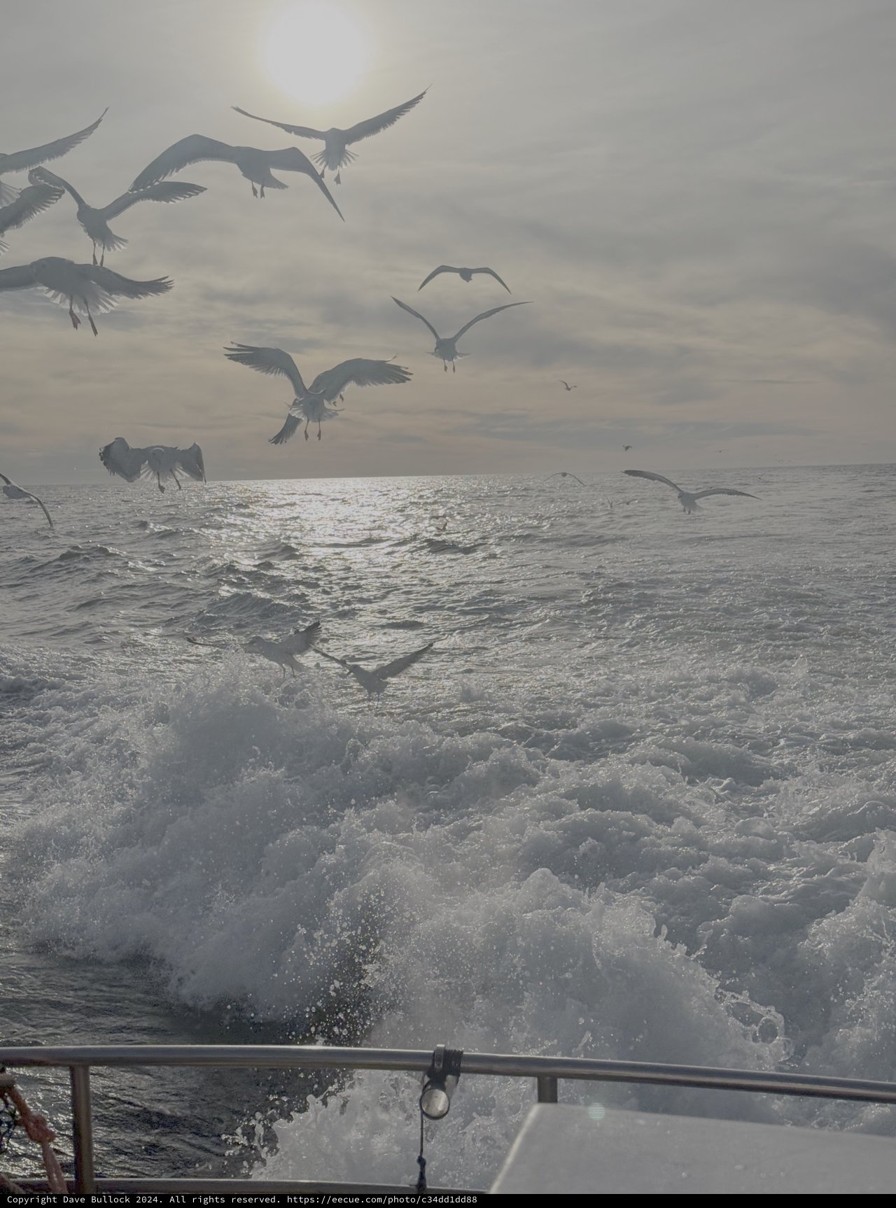 Seagulls Dancing Above Churning Ocean Waves