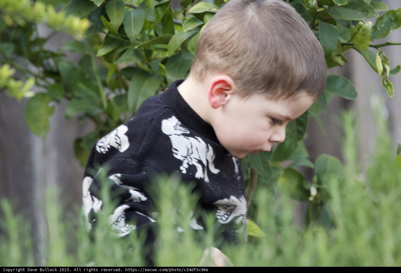 Nature's Little Explorer