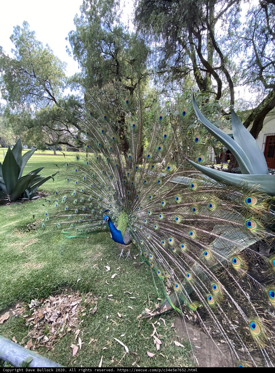 Majestic Peacock in Xochimilco