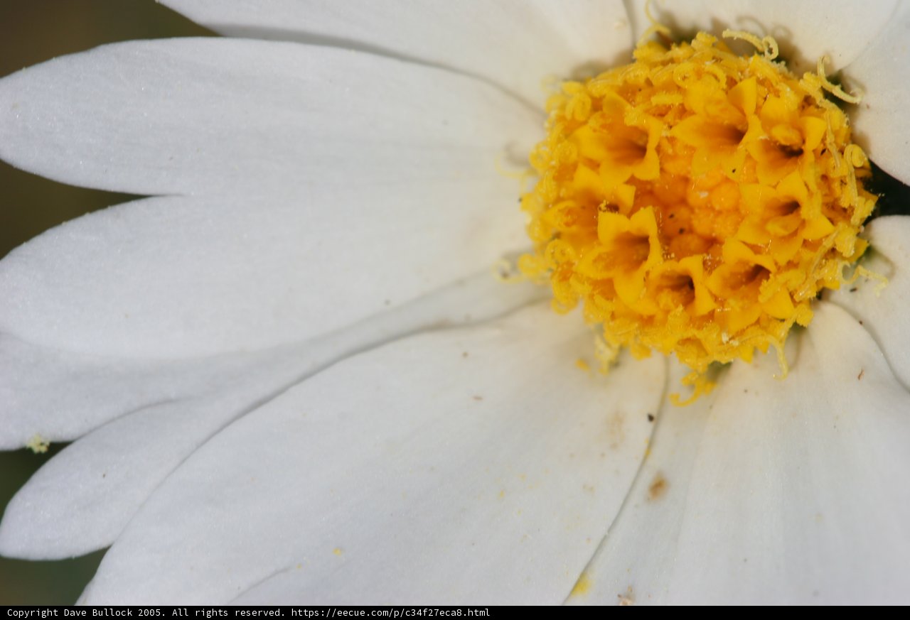 White Daisy with Yellow Center