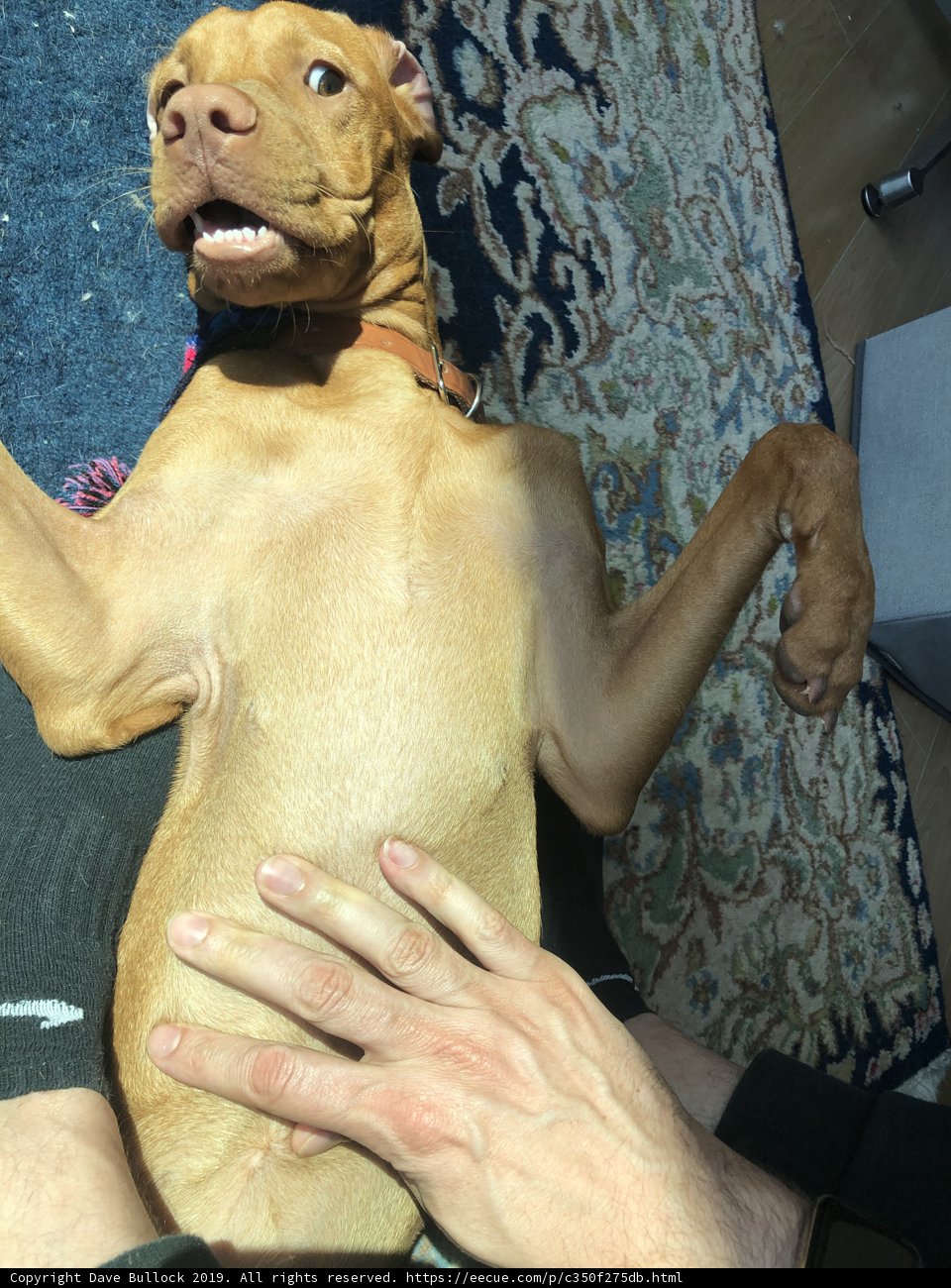 Lapdog Love