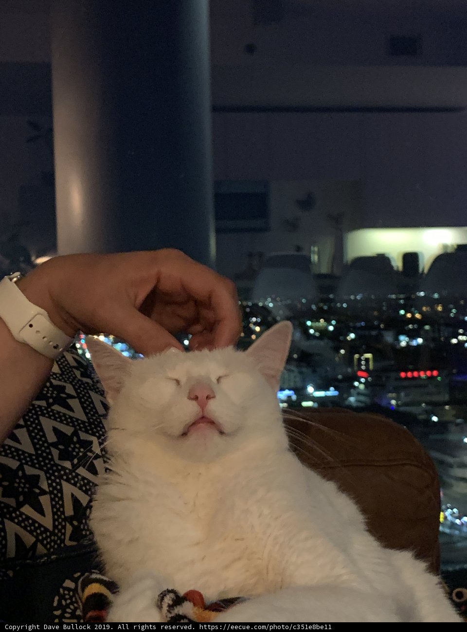 Relaxing with my Feline Companion