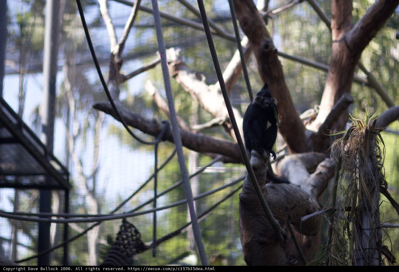 Primate on a Perch