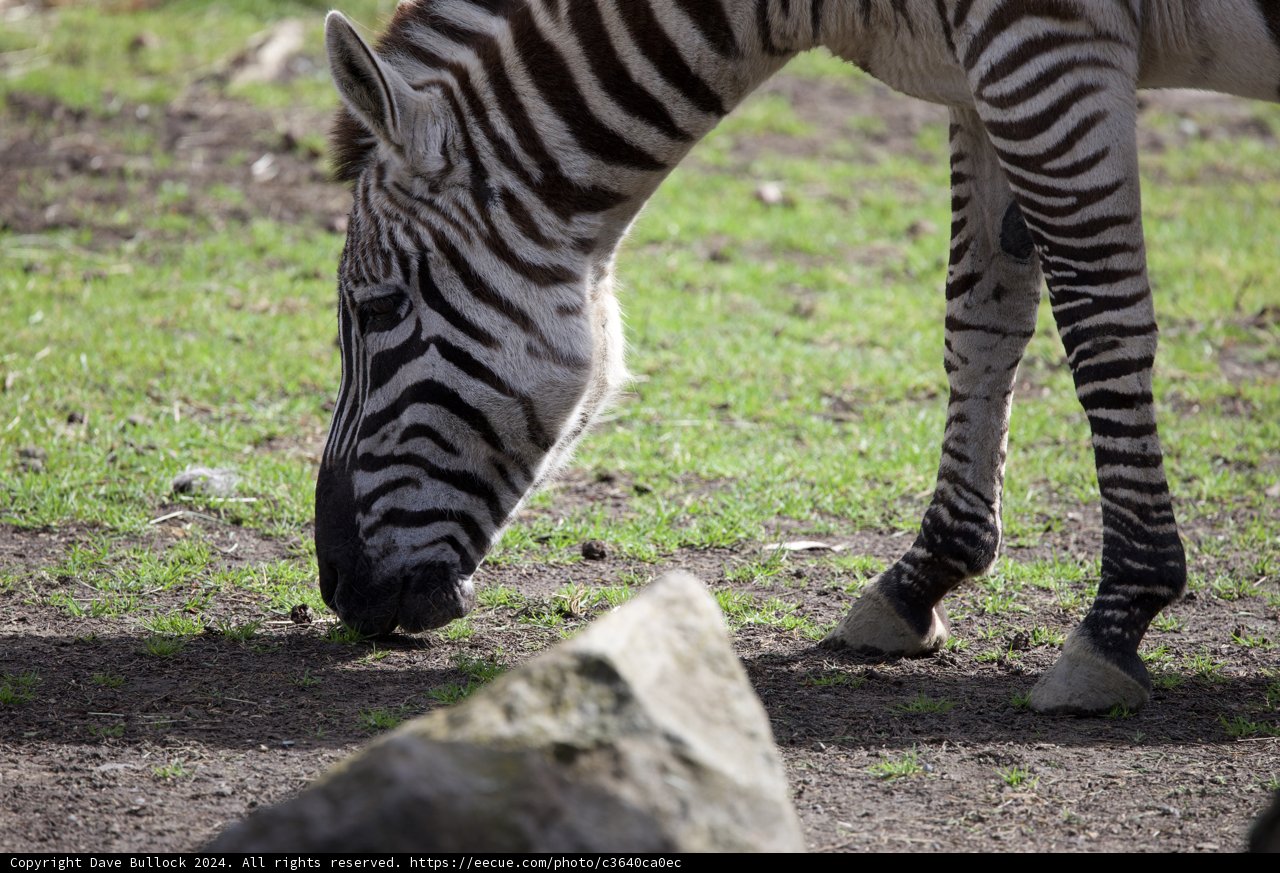 Monochrome Munching: A Zebra's Mealtime