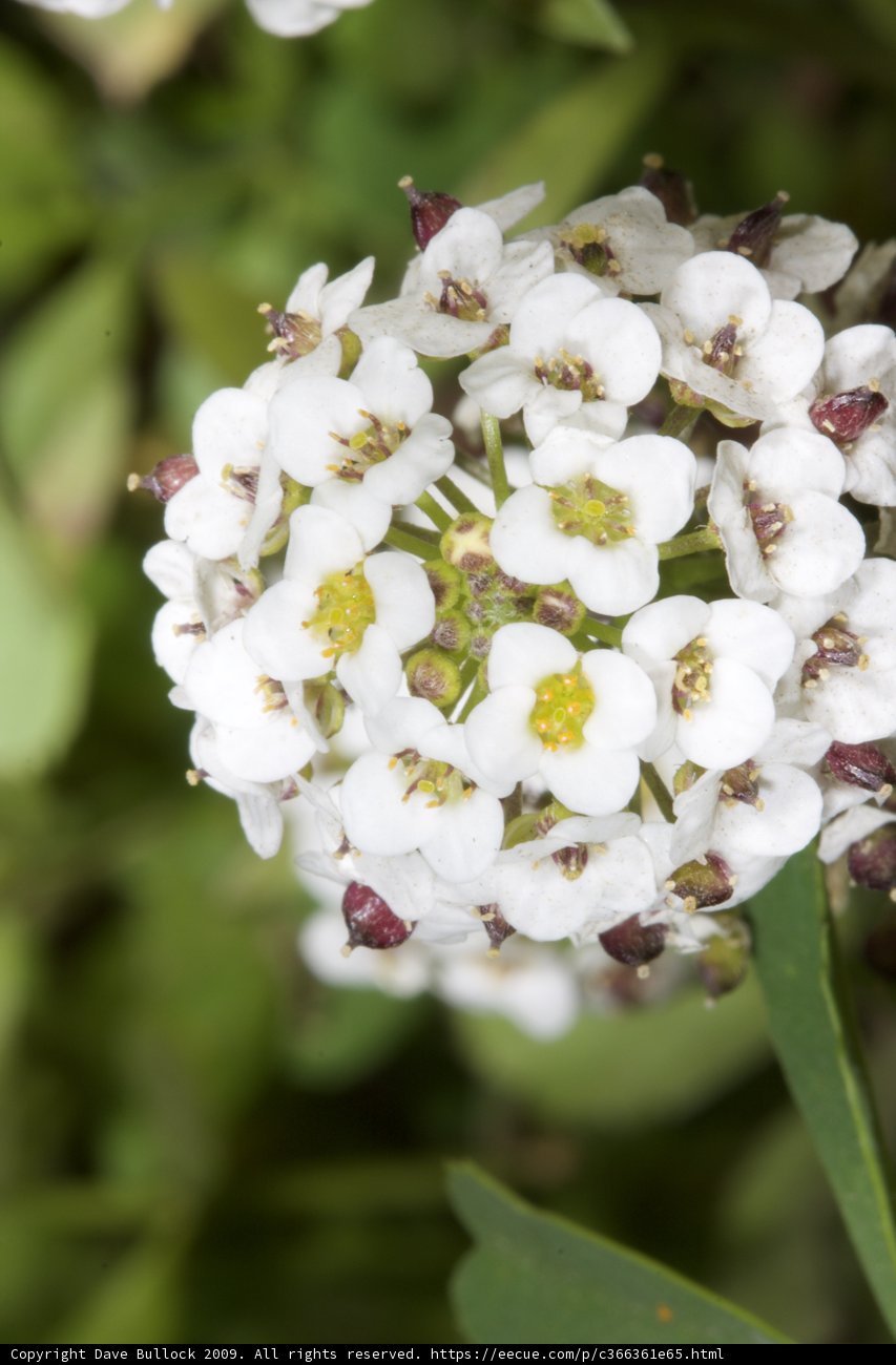 White Geranium Blossom with Brown Centers