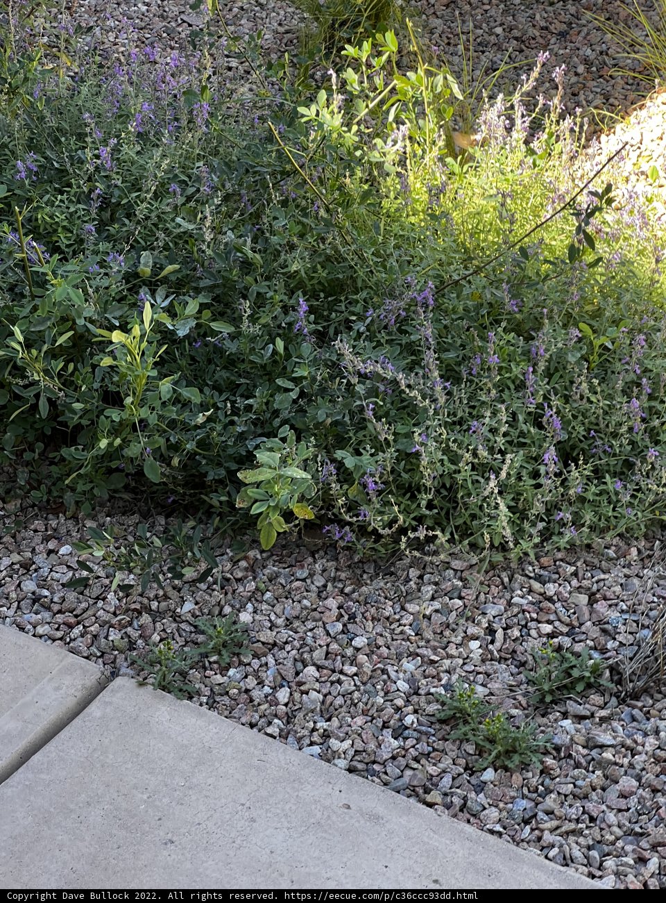 Hydrant in a Garden