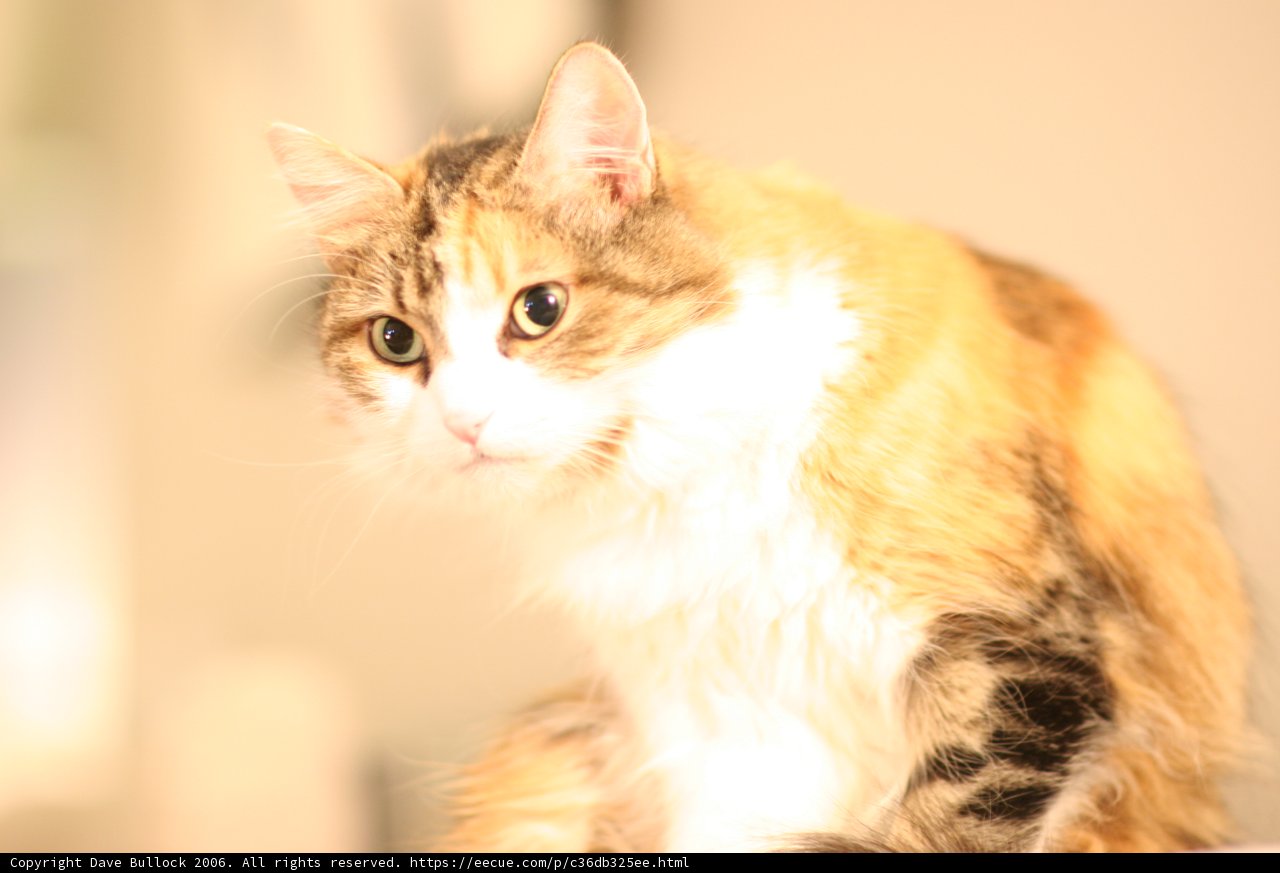 Feline Royalty