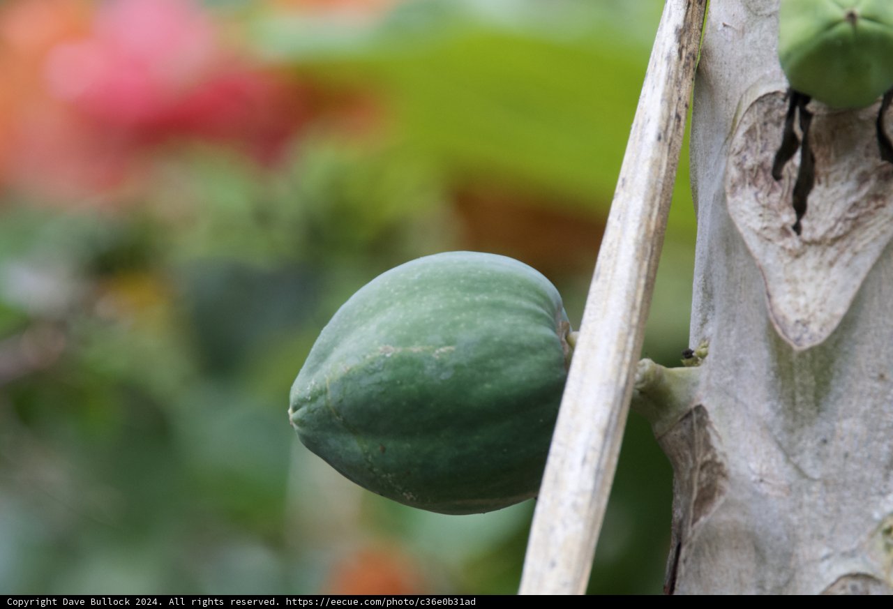 Ripening in the Tropics: The Hidden Papaya of Honolulu Zoo