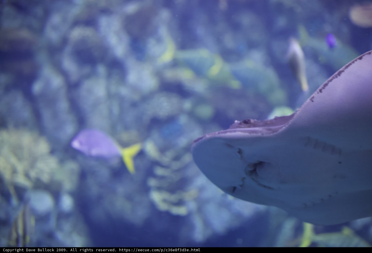 Majestic Sting Ray in Aquarium