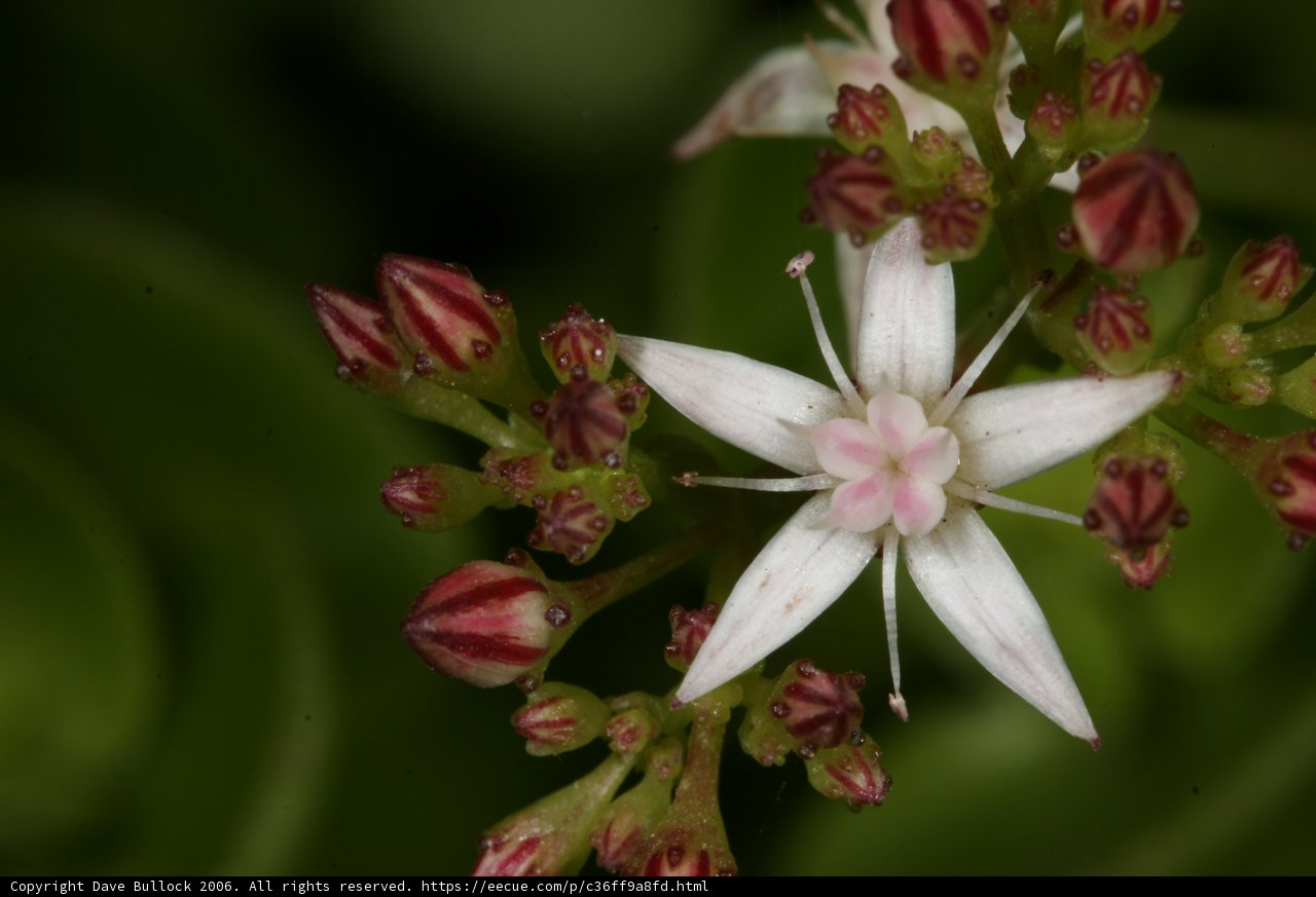 Pink and White Geranium Blossom