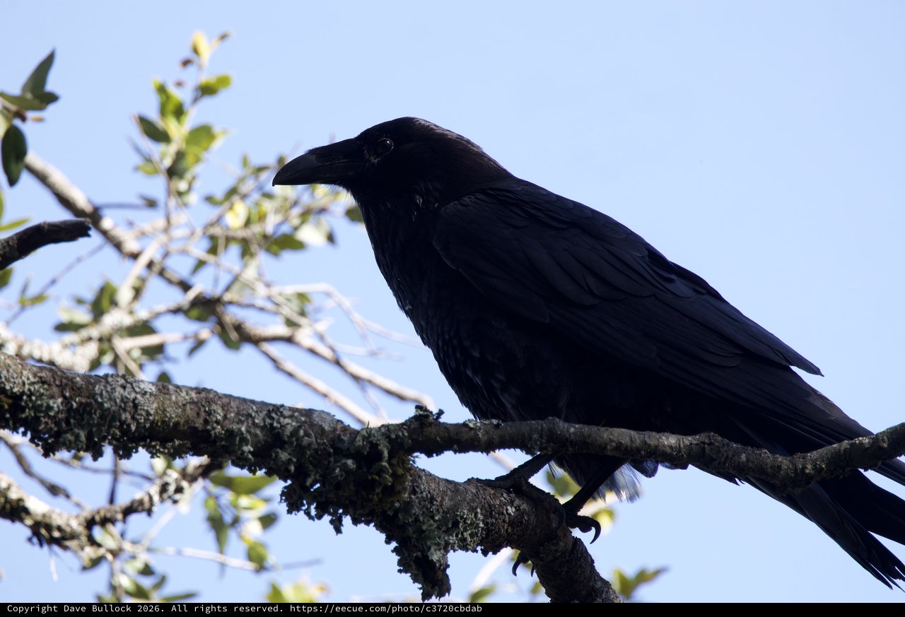 Raven Perched Regally on Lichen-Covered Branch