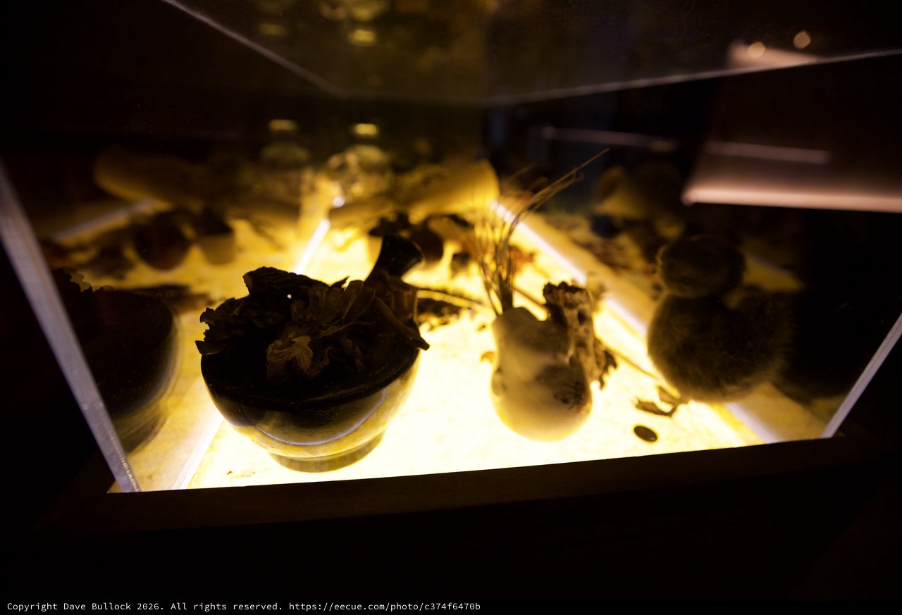 Illuminated Museum Display Case with Ancient Artifacts