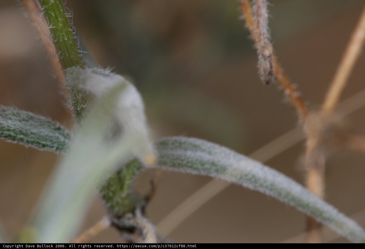 Frosty Sprout