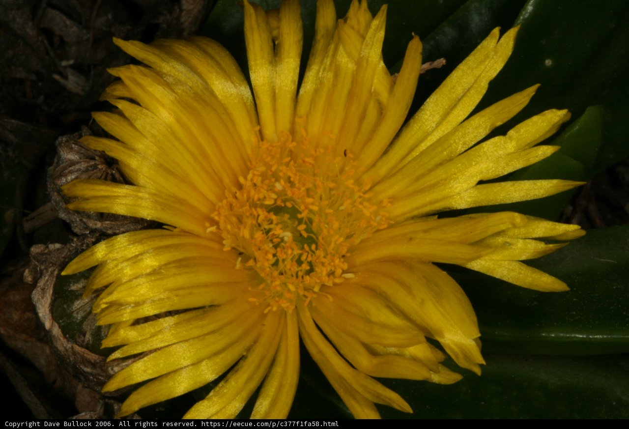 Sun-Lit Daisy