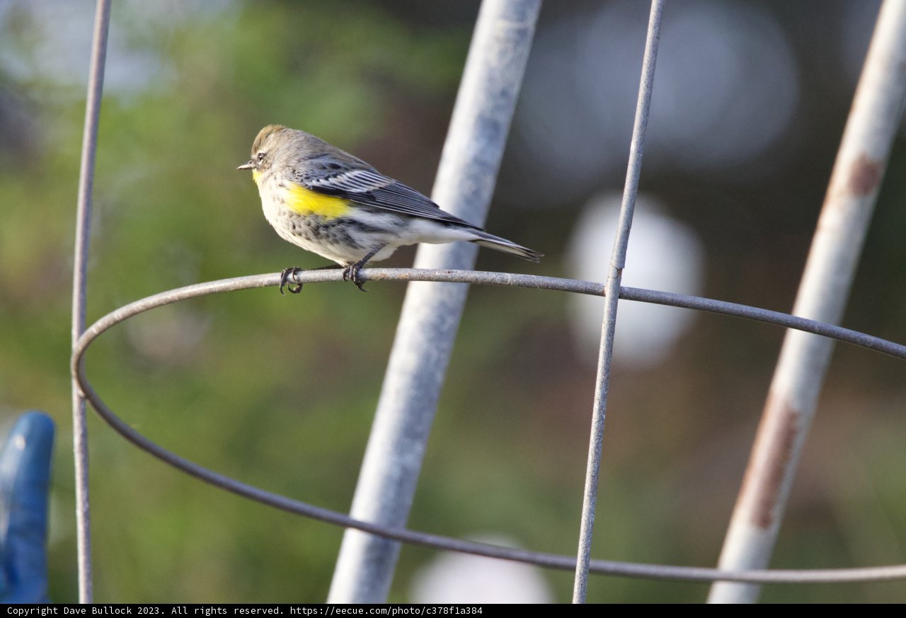 The Fort Mason Finch: An Emberizidae's Moment