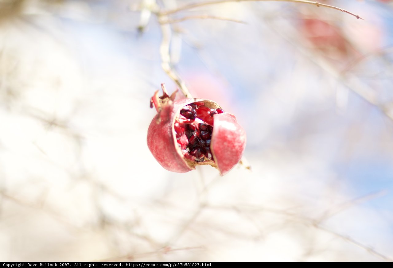 Juicy Pomegranate