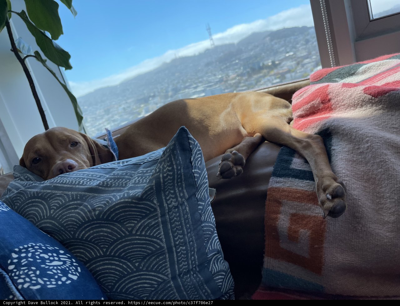 Cozy Canine Nap Time