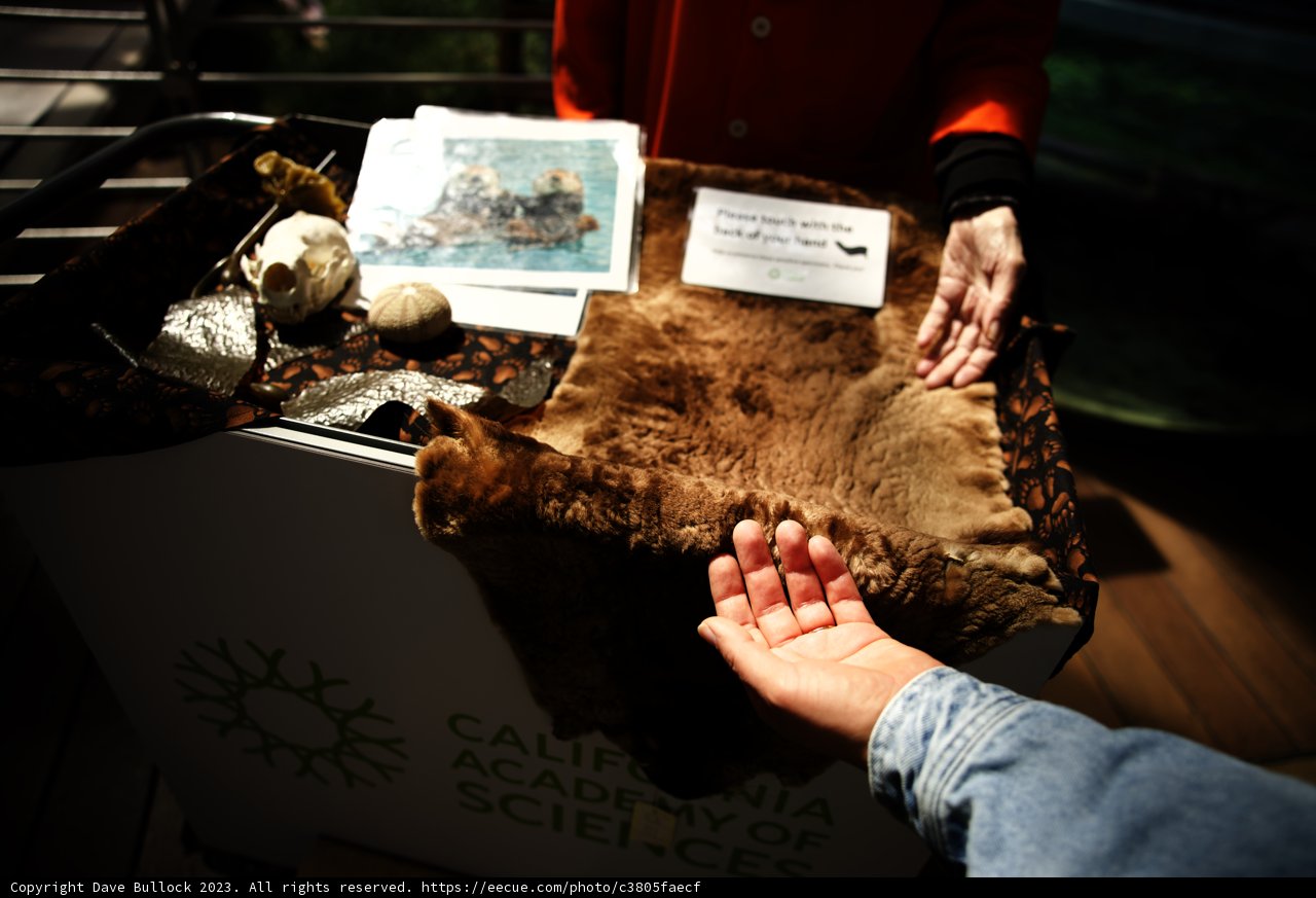 A Playful Moment at California Academy of Sciences