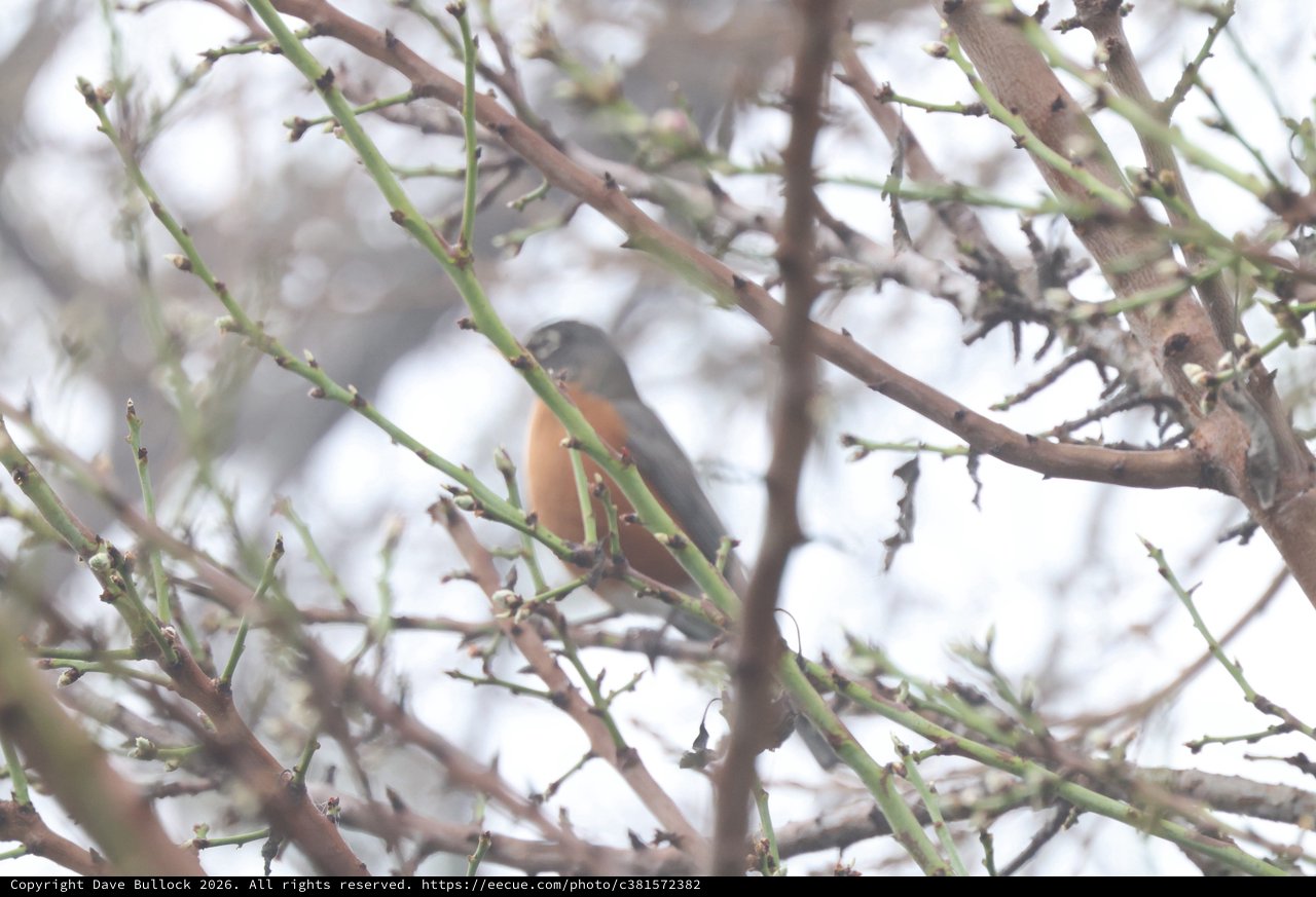 American Robin Perched Among Bare Winter Branches