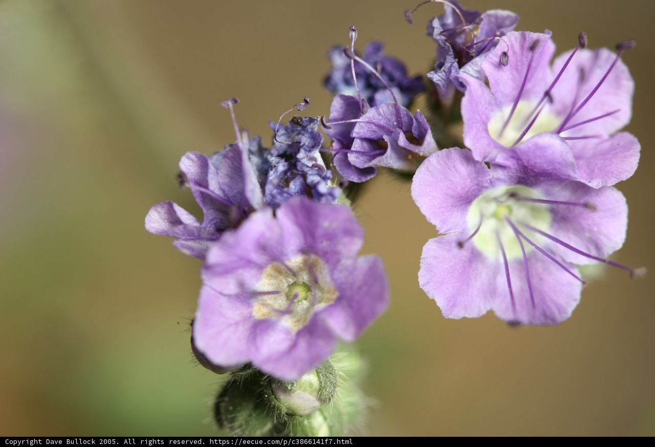Purple Beauty