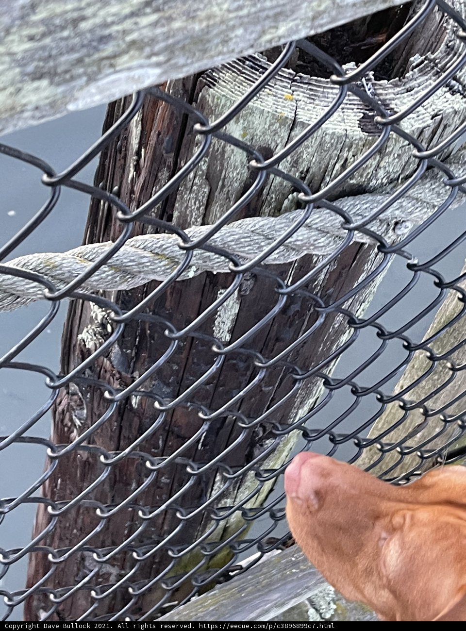 Through the Fence