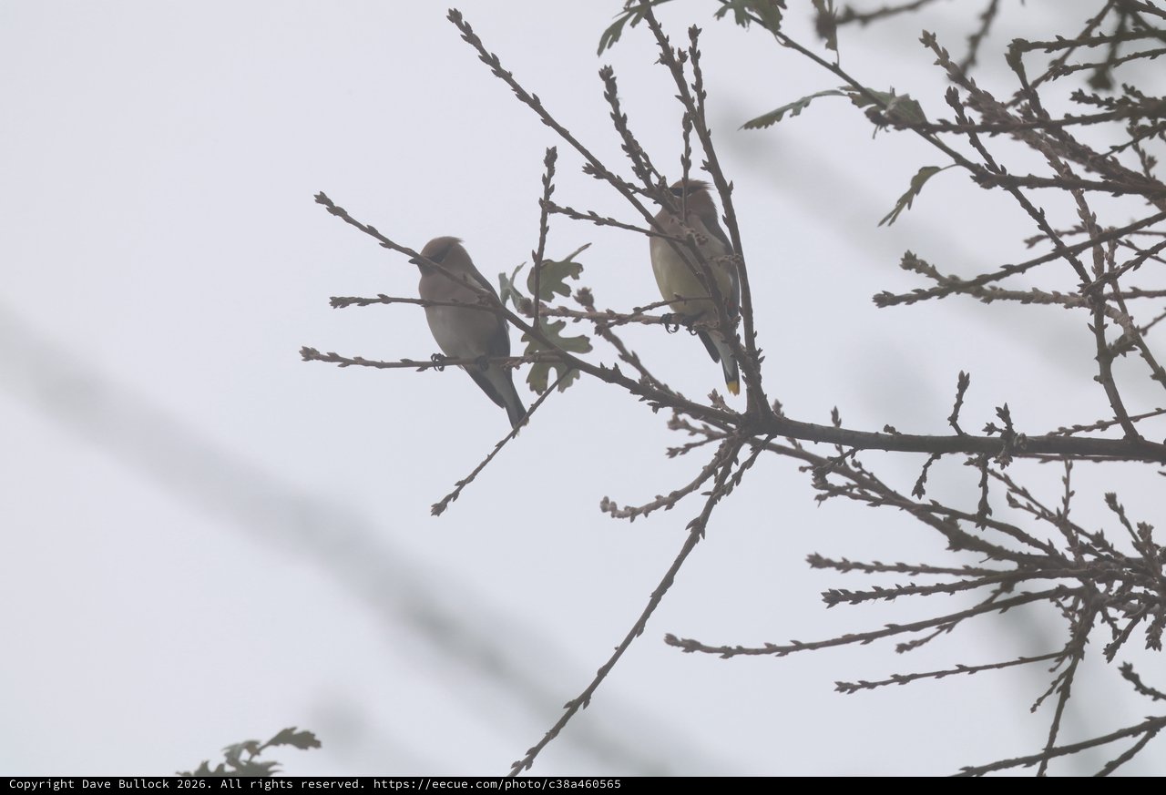 Two Finches Perched on Winter Branches