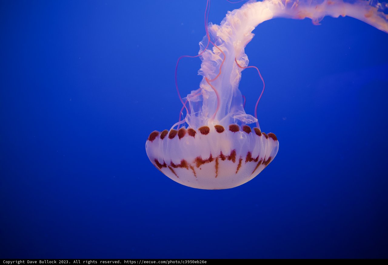 Mysterious Dweller of Monterey Bay