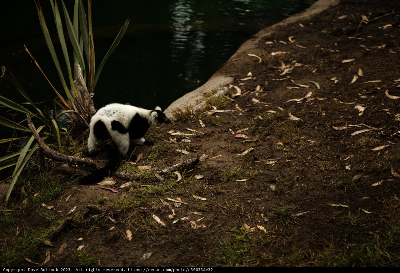The Pacing Panda