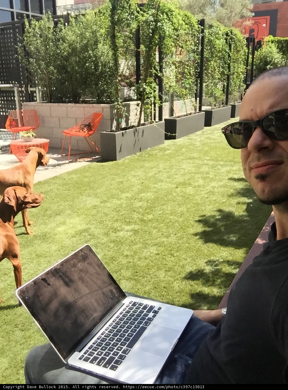 Working in the Backyard with Vizslas