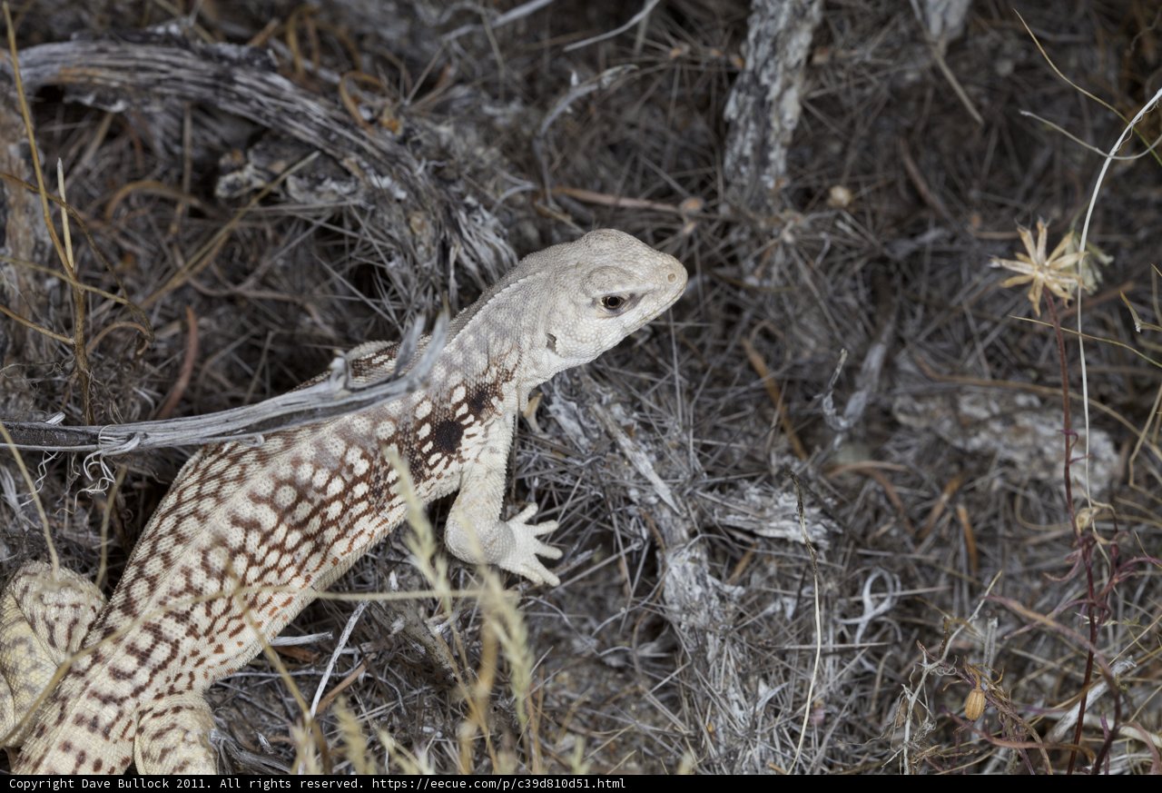 Wandering Lizard