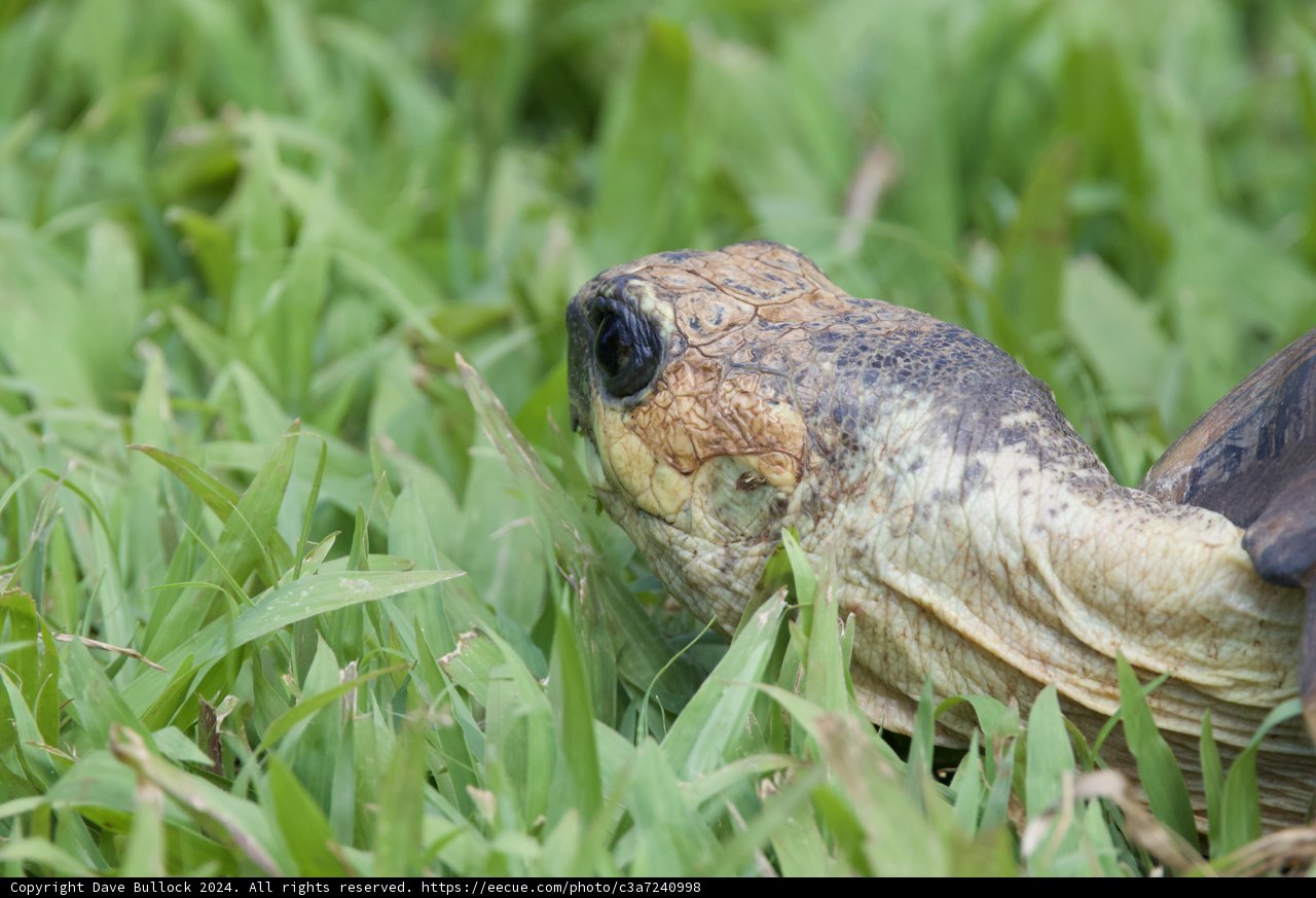 Tranquil Gaze - A Tortoise in the Wild Grass