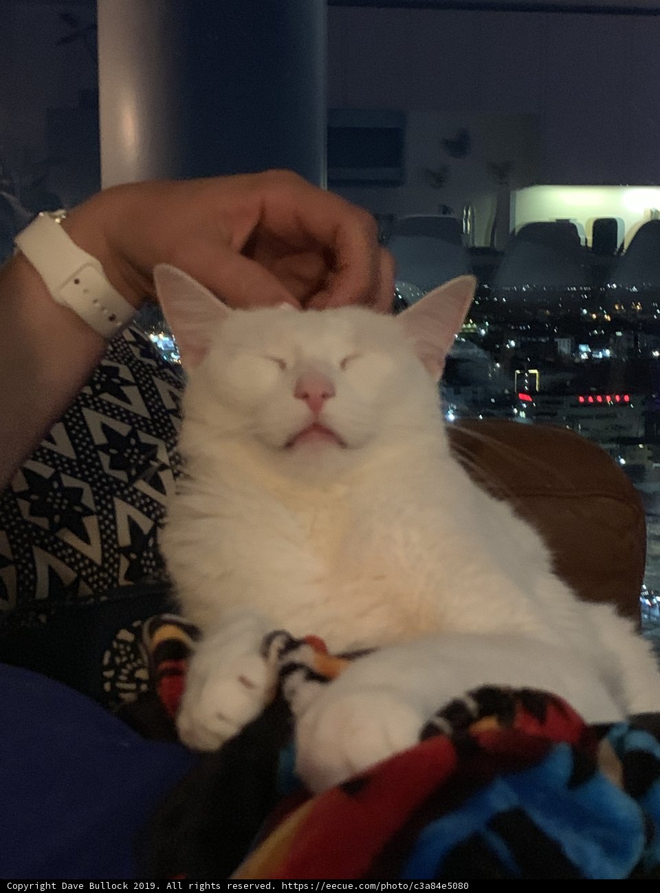 Sleepy Cat on Arm