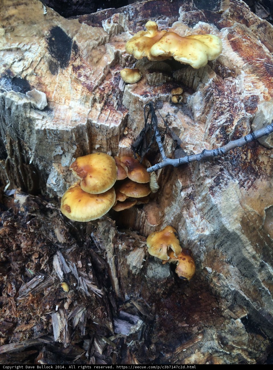 Fungi Feast