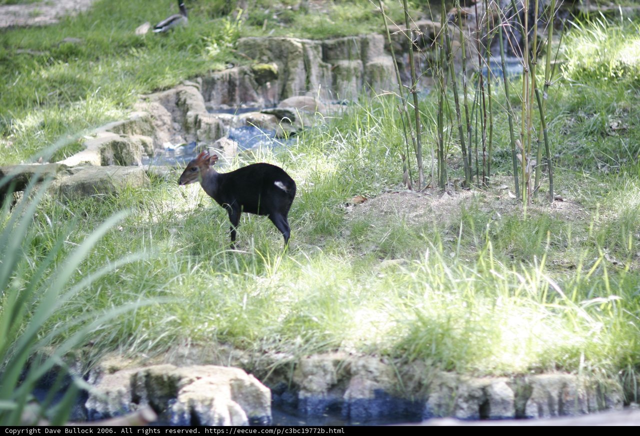 The Black Deer by the Pond